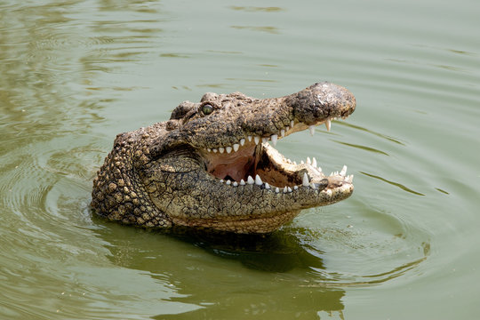 hungry nile crocodile