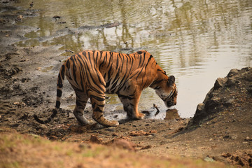 Fototapeta na wymiar tiger in nagarhole national park, india
