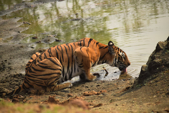 Tiger In Nagarhole National Park, India