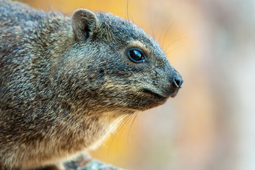 Dassie (Procavia capensis) / Kliffschliefer on the rock in Namibia