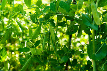 green peas growing on a farm