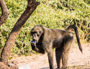 baboon on candlelight dinner
