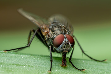 Closeup of a fly in the garden