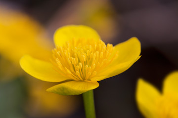 close up of yellow flower