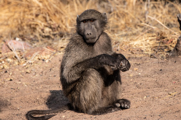 cute baboon