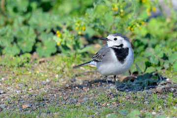 lavandera blanca en el parque (Motacilla alba)Marbella Andalucía España