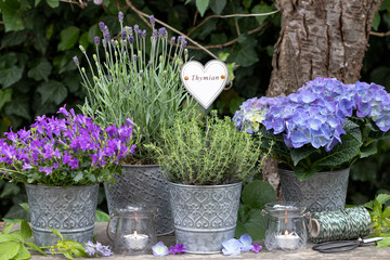 Kräuter und Sommerblumen in Zinktöpfen als vintage Gartenekoration