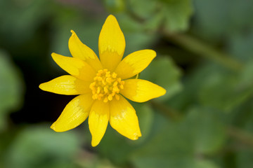 Obraz premium close up of yellow flower