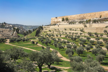 Fototapeta na wymiar Panoramic view of Kidron Valley (Valley of Cedron) and Jerusam old city with olive tres in foreground, Israel