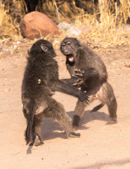 fighting baboons