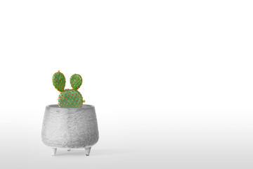 Beautiful cactus isolated on white background.  On the wood table colorful ceramic pot.