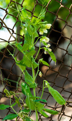 green peas growing on a farm