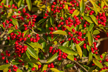 Skimmia red berry garden plant, winter berries and evergreen leaves. Christmas holidays theme