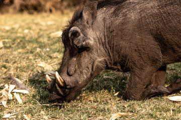 Kneeling and eating warthog 
