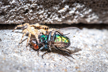 Small Black, brown and White Jumping spider (salticidae) eating a blue and green house fly, Cape...