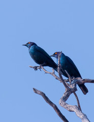 Two Cape Glossy Starlings on a tree