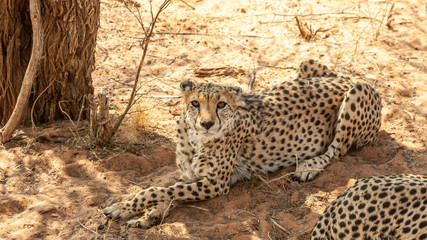 chill cheetah