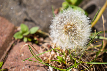 Dandelion seedhead "Taraxacum officinale" weed growing wild in untended garden. Fluffy white florets of parachute ball