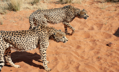 hunting cheetahs