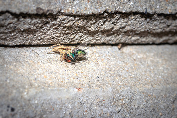 Small Black, brown and White Jumping spider (salticidae) eating a blue and green house fly, Cape...