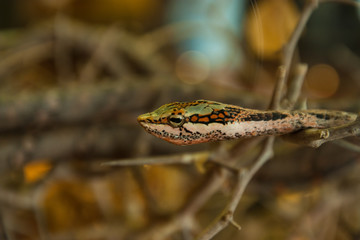 Twig Snake in the shrubbery
