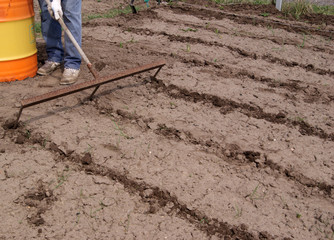 a man marks out with the help of special large three pronged rakes the dug up area for planting potatoes