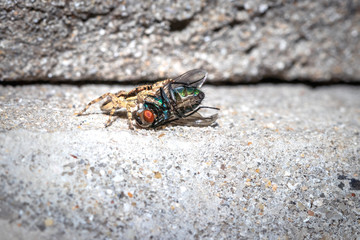 Small Black, brown and White Jumping spider (salticidae) eating a blue and green house fly, Cape...