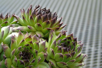 Obraz premium sempervivum rosettes with dark ends