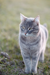 Naklejka na ściany i meble Gray street cat on the grass in the village