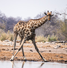 giraffe drinking water