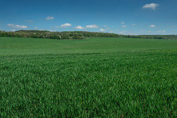 wheat field in spring time