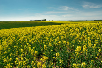 Obraz premium wheat field in spring time