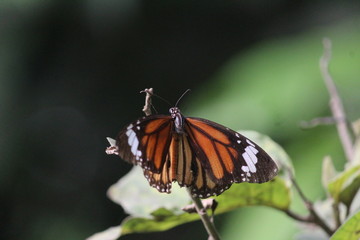 butterfly on a flower