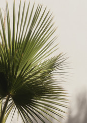 Palmblatt schöne weiße Wand. Kreatives, minimalistisches, helles und luftiges Konzept. © Pixasquare