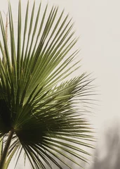 Palmblatt schöne weiße Wand. Kreatives, minimalistisches, helles und luftiges Konzept. © Pixasquare