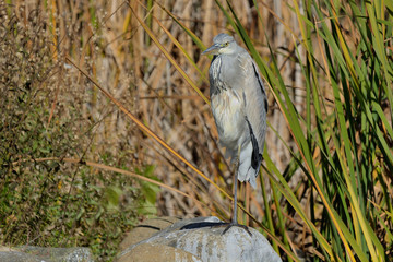 garza real (Ardea cinerea) en el parque con fondo verde  Marbella Andalucía España 