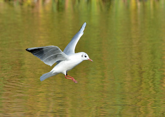 gaviota reidora en vuelo  (Chroicocephalus ridibundus)  Marbella Andalucía España 