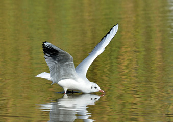 gaviota reidora aterrizando (Chroicocephalus ridibundus)  Marbella Andalucía España 