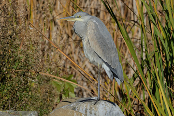 garza real de perfil en una piedra (Ardea cinerea)  Marbella Andalucía España 