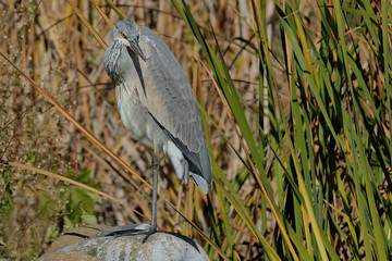 garza real Grey  en una piedra del estanque del parque (Ardea cinerea)  Marbella Andalucía España 