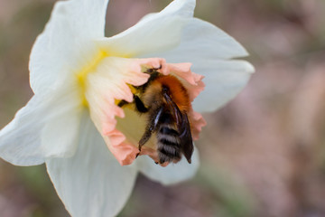 the striped bumblebee collects pollen. Summer and nature