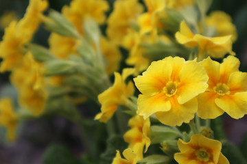 Yellow primrose flowers in the garden