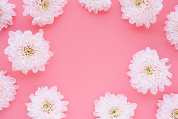 .Light pink chrysanthemum flowers on a pink background. Space for text..