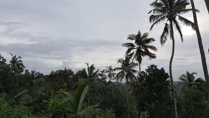 Fototapeta na wymiar Coconut trees on the mountain 