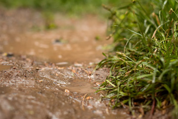 mud and grass after rain