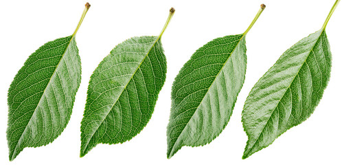 Set of cherry leaf isolated on white background with clipping path. Full depth of field.