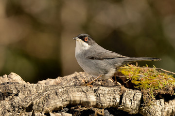curruca cabecinegra en un tronco con musgo (Sylvia melanocephala)  Marbella Andalucía España 