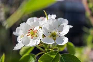 Flowering tree branches