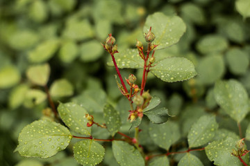 Young rose after rain