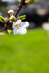 Flowering tree branches